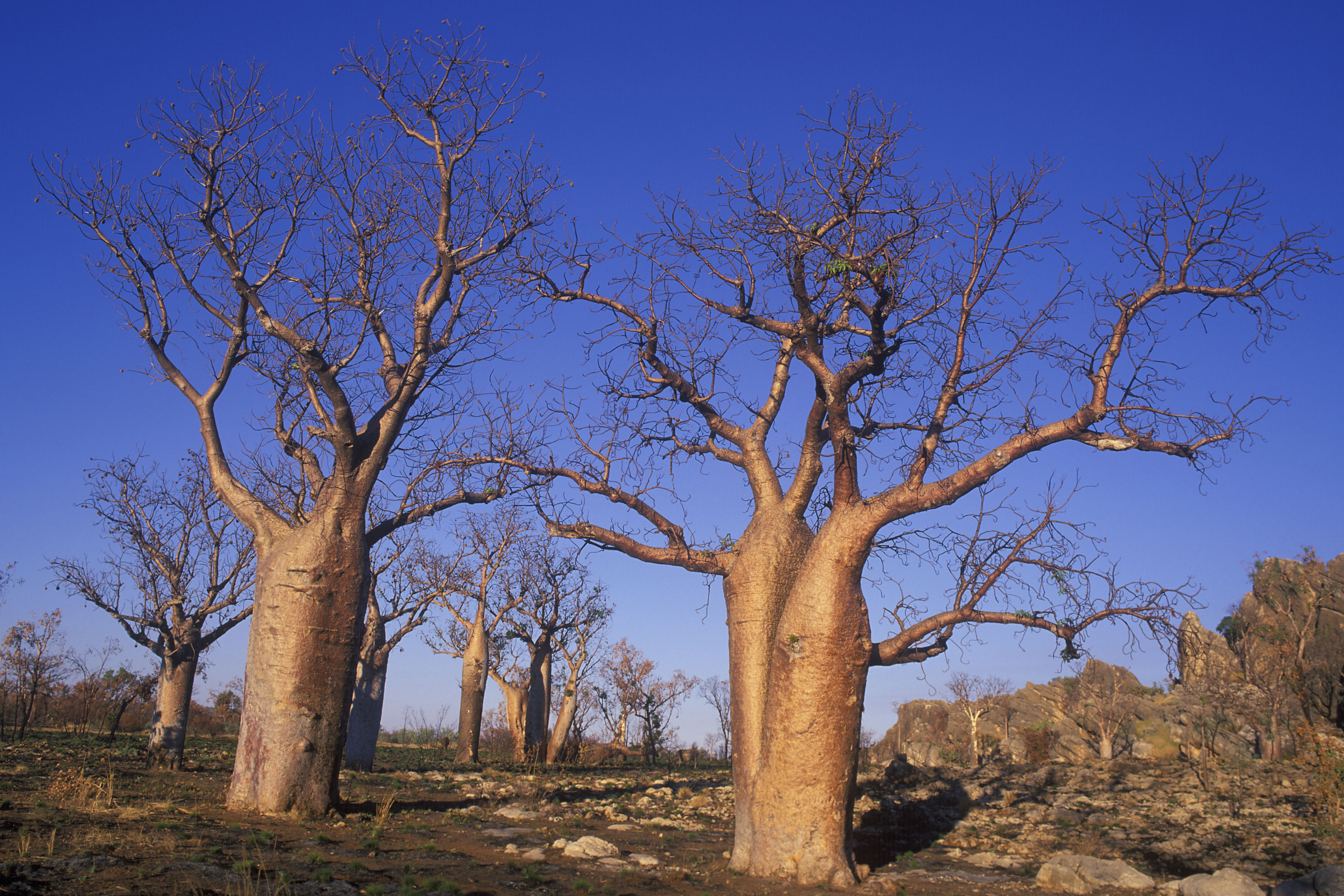 fitzroy crossing, western australia.webp